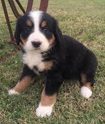She lives in golden, co with her dad, mom and little sister bella. Bernese Mountain Dog Puppies For Sale Colorado Springs Co 100904