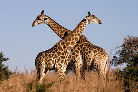 Résultat de recherche d'images pour "image girafe"
