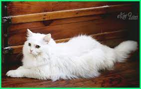 Eits, sebelum itu, pahami dulu yuk kisah sejarah kucing. 6 Nama Kucing Islami Terbaik Dunia Fauna Hewan Binatang Tumbuhan Dunia Fauna Hewan Binatang Tumbuhan