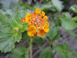 Image result for Lantana tiliifolia