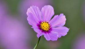 Cosmos Flower Meaning And Symbolism
