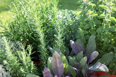 Image result for Herbs & Gardens - Herb Gardening Information Basics