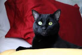 pin by lyudmila mama on bombejskaya koshka cats animals sale