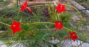It is known for its beautiful flowers and its extreme hardiness. Hummingbird Vine Cypress Vine Ipomoea Quamoclit