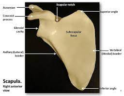 Scapula Anterior View With Labels Appendicular Skeleton Visual Atlas Page 4 Scapula Scapula Bone Anatomy