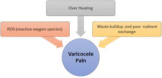 Pin On Yoga Varicocele