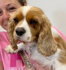 Meadow is a nearly three year old Blenheim Cavalier King Charles Spaniel,  who, typical of her breed is incredibly sweet. She has come a long way in a  short time whilst in
