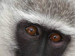 Monkey Eyes Wildlife Photography Unique Animals Vervet Monkey