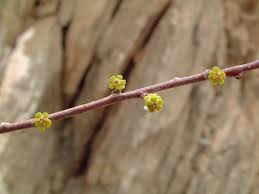 Image result for Euphorbia guerichiana