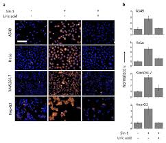 Check spelling or type a new query. A Fluorescence Imaging Scale Bar 100 Mm B Quantification Of Download Scientific Diagram