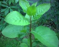 Check spelling or type a new query. Beluntas Pluchea Indica L Ovita Ylp Ssg