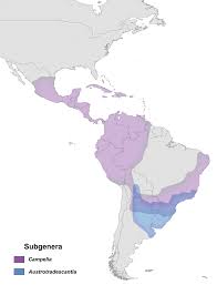 Image result for Triceratella drummondii