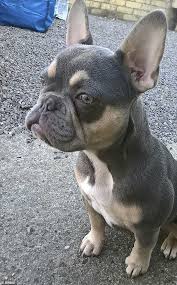 Fawn french bulldogs is a lighter tan brown or light beige color frenchie. Family Are Left Devastated After Their 2 600 French Bulldog Puppy Lilac Is Stolen During Burglary Daily Mail Online