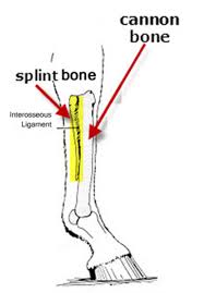 Horse stifle joint anatomy via. Splints Happen Expert Advice On Horse Care And Horse Riding