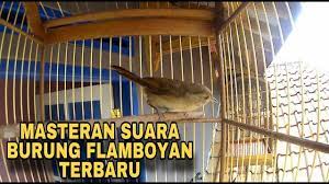 Pin Di Masteran Burung Kicau