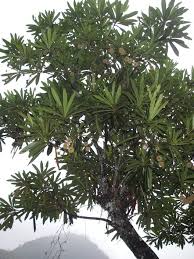 Image result for Breonadia