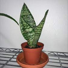 I live in the chicago area. How To Care For Sansevieria Frozen In Arcadia Ca