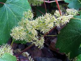 Maybe you would like to learn more about one of these? A Day In The Life Of A Vine Flowering Veritas Wines