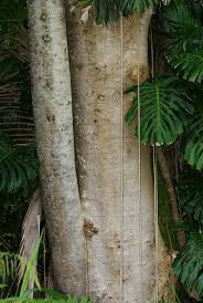 Image result for Albizia falcataria