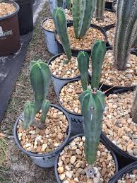 Image result for Myrtillocactus