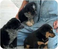 Blue heeler border collie mix appearance. Winfield Ks Blue Heeler Meet Puppies A Pet For Adoption