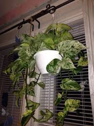 Pothos Plant Pothos This Houseplant Is A Green Vining Pothos Provide Bright Indirect Light And Feed With A Slow Rele Plants Pothos Plant Container Plants