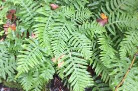 Image result for Polypodiaceae