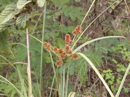Image result for Cyperus luteus