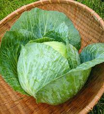 Bonnie Hybrid Cabbage Bonnie Plants