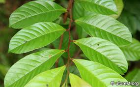 Image result for Tetracera