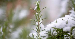 Rosemary seeds & plants one of the best garden smells in the world is fresh, woodsy rosemary. The Best Cold Hardy Rosemary Varieties Gardener S Path