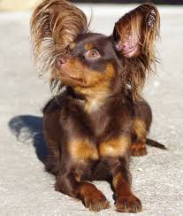 Lilyallen Russkiy Toy Nee Le 26 Juin 2015 Petit Chien Russe Chiots Chihuahuas Fournitures Pour Chiens