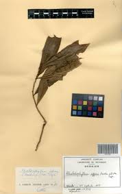 Image result for Rhabdophyllum affine