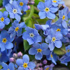 Be attentive while buying flowers because some may be toxic, and be sure that you have chosen flowers safe for cats if you have a pet. Myosotis Sylvatica Seeds Forget Me Not Ground Cover Seed