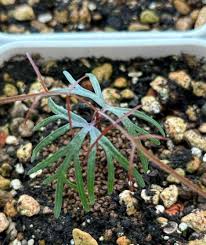 Image result for Tridentea marientalensis