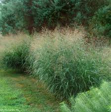 Image result for Panicum comorense