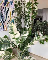 We did not find results for: Where To Buy Rare Houseplants Online Leaf And Paw