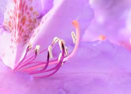 They can also be used for dyeing the flowers provide nectar for bees and contribute to honey production. Bee Inside The Flower Of A Guava Tree Stock Photo Image Of Honeybee Yellow 136936734