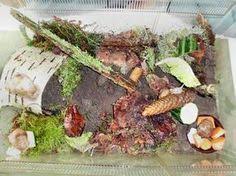 Einrichten Eines Schnecken Terrariums Achatschnecken Schnecken Terrarium