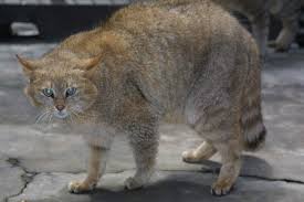 Directory Of Cats Cat Dictionary Chinese Mountain Cat Wild Cat Species Small Wild Cats Wild Cats