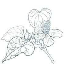 無料で使える介護アンテナの大人の塗り絵（花）30種類 【1月～3月】大人の塗り絵 【4月～6月】大人の塗り絵 【7月～9月】大人の塗り絵 【10月～12月】大人の塗り絵; èŠ±ã®ã¬ã‚Šãˆã‚¤ãƒ©ã‚¹ãƒˆ ç„¡æ–™ã‚¤ãƒ©ã‚¹ãƒˆãªã‚‰ ã‚¤ãƒ©ã‚¹ãƒˆac