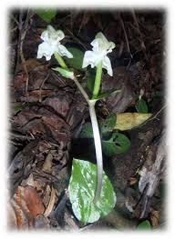 Image result for Tridactyle tricuspis