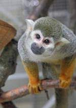 A monkey can be a challenging but rewarding pet. Squirrel Monkey Rspca Org Uk