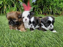 Buy shih tzu puppies and get the best deals at the lowest prices on ebay! Central Florida Shih Tzu Puppies Home Facebook