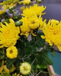 Hampa kesal dan amarah s'luruhnya ada dibenakku tandai seketika hati yang tak terbalas oleh cintamu… kuingin marah, melampiaskan tapi kuhanyalah sendiri disini ingin kutunjukkan pada siapa saja yang ada bahwa hatiku kecewa… Mygarden2u Bunga Kekwa Warna Kuning Mygarden2u Facebook