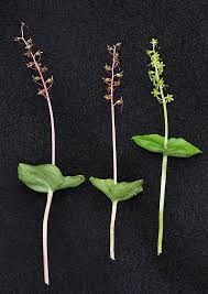 Image result for Nesaea cordata