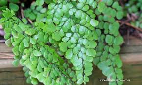 Image result for Adiantum schweinfurthii