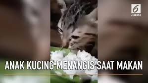 Maybe you would like to learn more about one of these? Video Anak Kucing Menangis Saat Makan Warganet Terharu Citizen6 Liputan6 Com