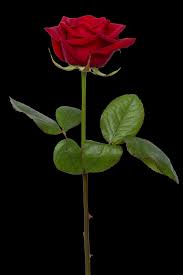 Red Rose Red Rose Pictures Red Rose Love Rose Flower Wallpaper