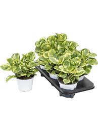 We did not find results for: Peperomia Obtusifolia Golden Gate 6 Tray Tuff 14 13 Erdkultur Kaufen Nieuwkoop Europe
